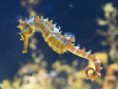 /album/els-animals-2n-eso/caballito-1-jpg/